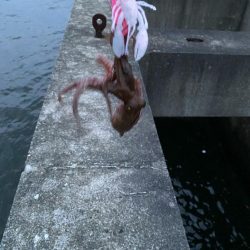 タコ新子始まりか?