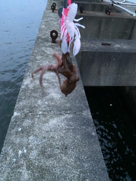 タコ新子始まりか?