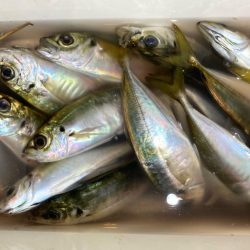 アジング中毒〜笑笑 ほぼ毎晩!