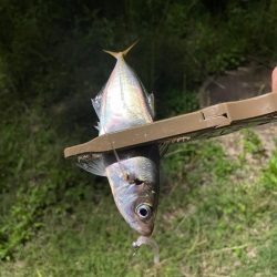 ジグ単de〜アジング♪減って来た感