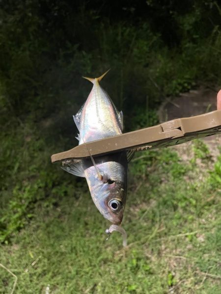 ジグ単de〜アジング♪減って来た感