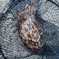 夕まずめのエギング