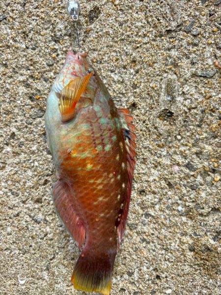 ガシラ(アラカブ)③