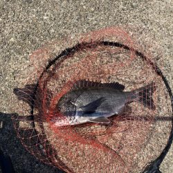 波止チヌ フカセ釣り