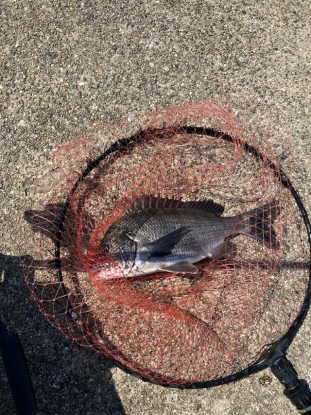 波止チヌ フカセ釣り