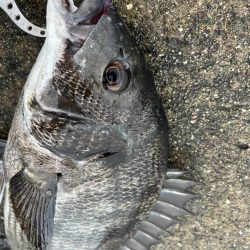 チヌやセイゴの活性高いです！