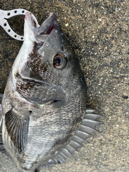 チヌやセイゴの活性高いです！