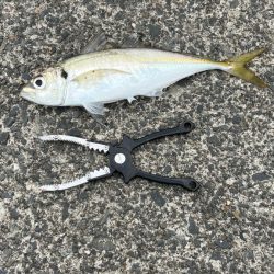 雨の中で入れ食いday *\(^o^)/*