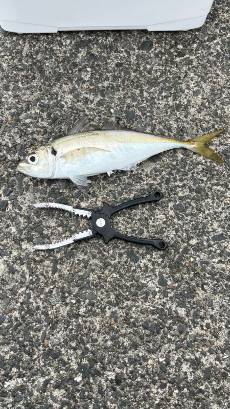 雨の中で入れ食いday *\(^o^)/*