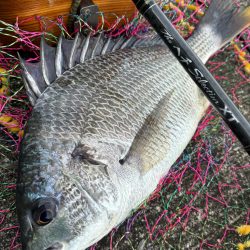 ヘチってきました