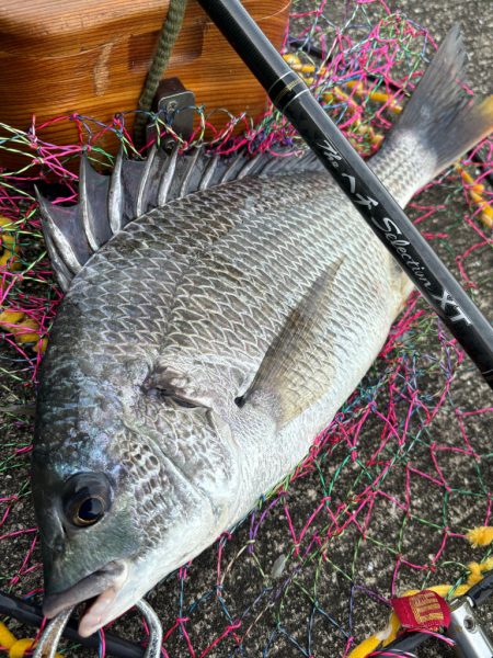 ヘチってきました