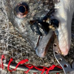 エビ撒き釣りでおチヌさん