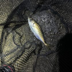 GMさん？そろそろタコ釣りですね！