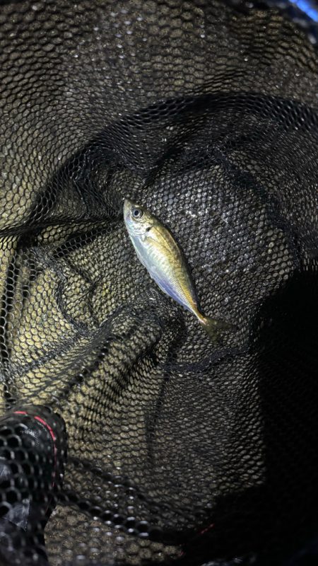 GMさん？そろそろタコ釣りですね！