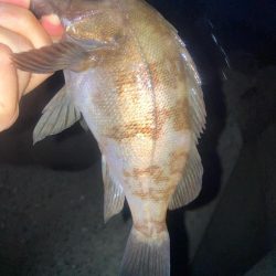 2024ライトゲーム第22戦