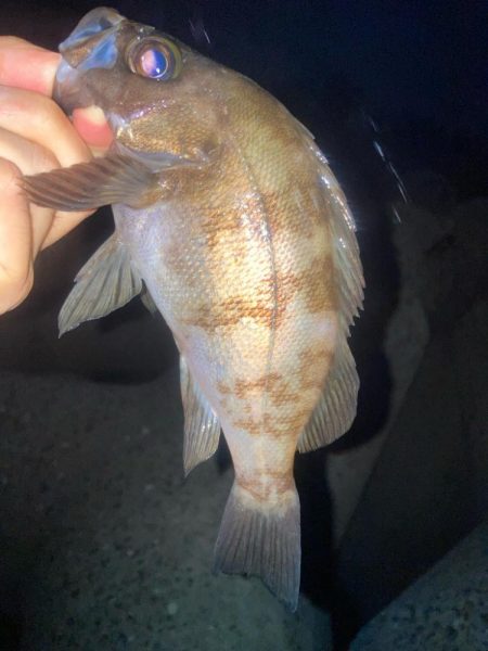 2024ライトゲーム第22戦