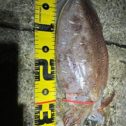 エギング楽しい(^.^)