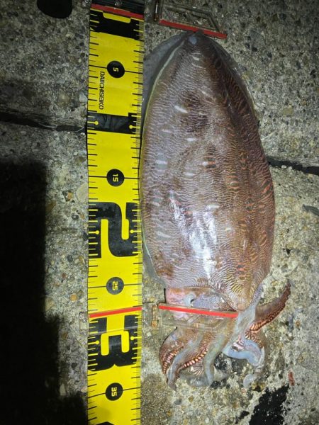 エギング楽しい(^.^)