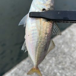 デイアジング♪