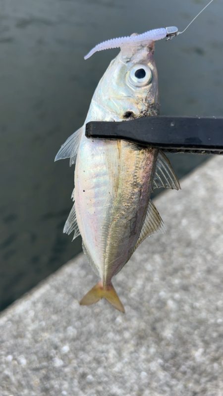 デイアジング♪