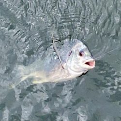 キビレの活性MAX‼️