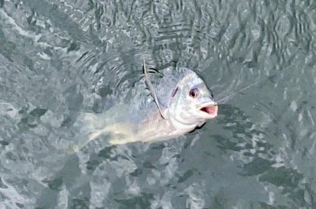 キビレの活性MAX‼️