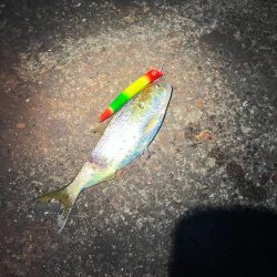 コノシロが12cmルアーを食ってきた