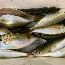 久しぶりの中アジ!