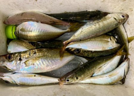 久しぶりの中アジ!