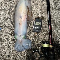 二夜連続エギング