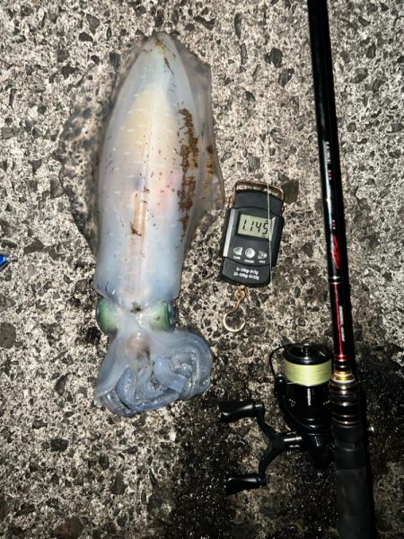 二夜連続エギング