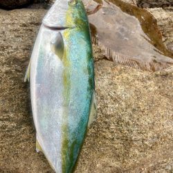 久しぶりのヒラメ