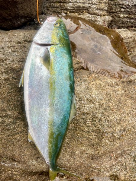 久しぶりのヒラメ