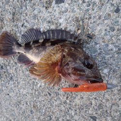 今年はやや遅れ気味?