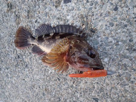 今年はやや遅れ気味?