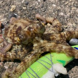 ⭐️新子ばっかり