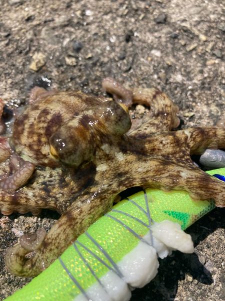 ⭐️新子ばっか…