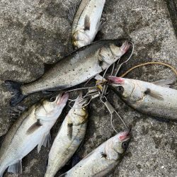 エビ撒きでセイゴの活性高いです