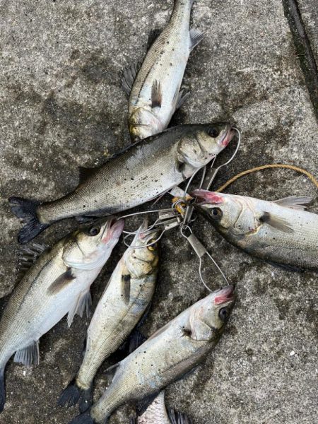 エビ撒きでセイゴの活性高いです