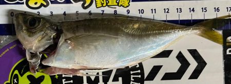 ナイトアジング