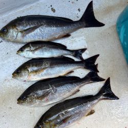 大原沖、LTイサキ