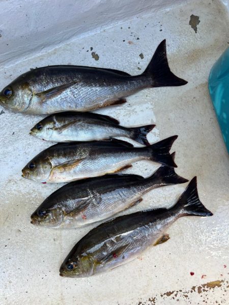 大原沖、LTイサキ