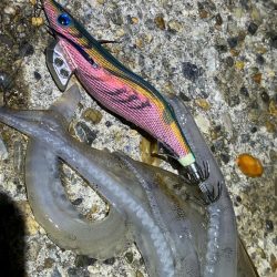 今季4杯目のアオリ🦑＼(^-^)／