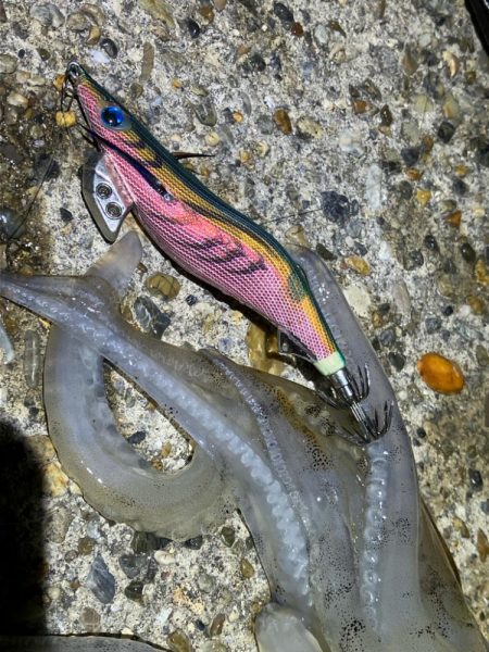 今季4杯目のアオリ🦑＼(^-^)／