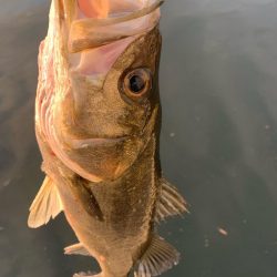 朝マヅメカタクチパターン