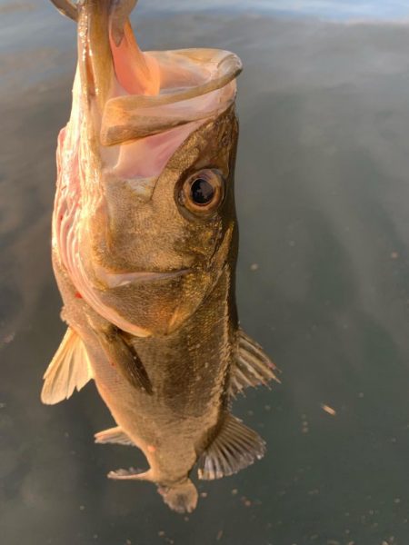 朝マヅメカタクチパターン