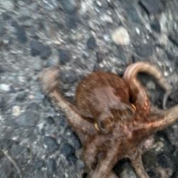 タコは気まぐれ 5