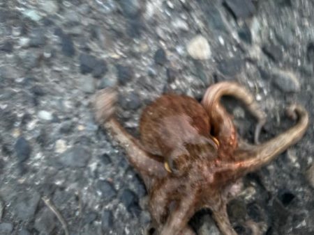 タコは気まぐれ 5