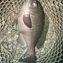 2024ライトゲーム第21戦