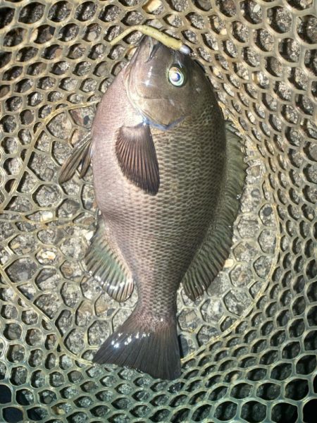 2024ライトゲーム第21戦